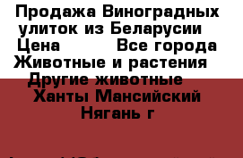 Продажа Виноградных улиток из Беларусии › Цена ­ 250 - Все города Животные и растения » Другие животные   . Ханты-Мансийский,Нягань г.